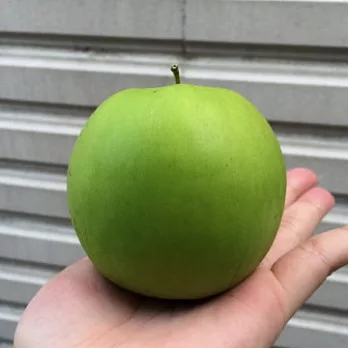 【綠大農莊】珍蜜棗子5斤(約2.9~3.5兩/顆)