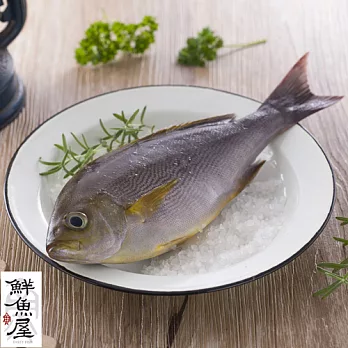 【鮮魚屋】現撈台灣野生黃雞魚300g*6條