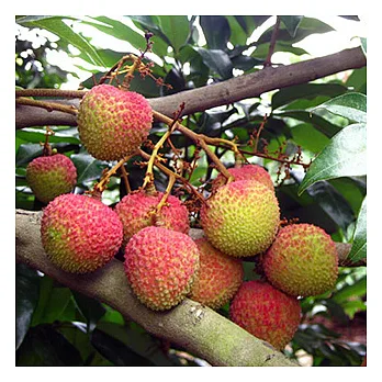 【果漾FruitYoung】預購-嚴選特級大樹妃子笑─玉荷包荔枝(10斤)X2