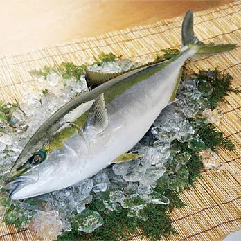 【好神】日式頂級料理御用-鮮凍青干魚2尾組(900g±100g/尾)