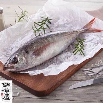 【鮮魚屋】現撈台灣野生紅尾冬350g*1條