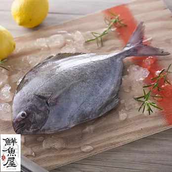 【鮮魚屋】現撈急凍台灣野生黑鯧魚550g*1條