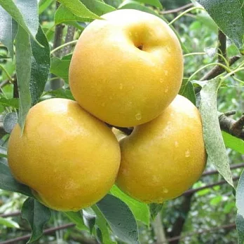 [六果自然果園] 甜蜜梨碧玉禮盒(9粒裝)(含運)