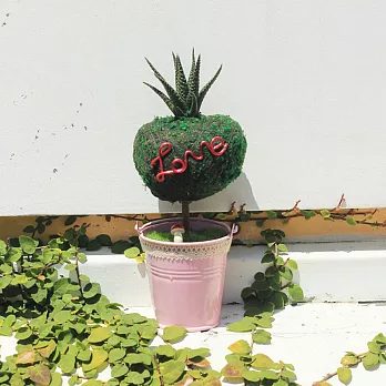 【迎光】繽紛幸福苔樹仙人掌植栽粉色