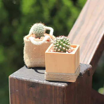 【迎光】自然風格仙人掌植栽二入組