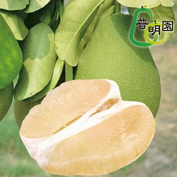 預購《普明園》特A級台南麻豆40年老欉文旦20台斤(約21-25顆)