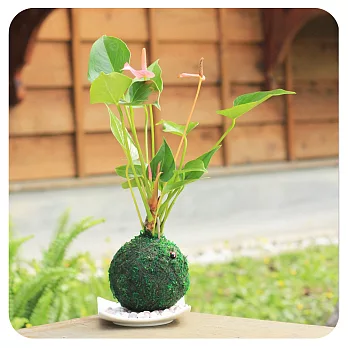【迎光】開運綠苔玉植栽-招人緣火鶴花