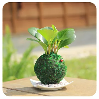 【迎光】開運綠苔玉植栽-好成就圓葉椒草