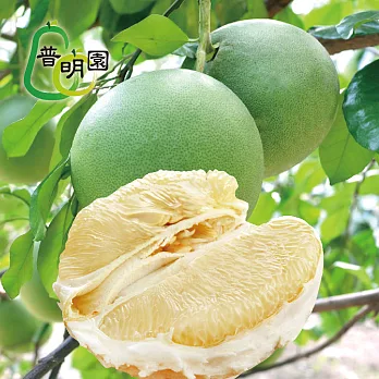 預購《普明園》台南麻豆30年大白柚5台斤(約2-3顆)