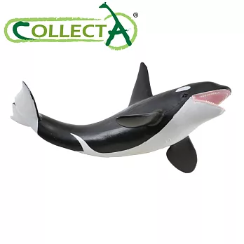 【CollectA】海洋系列 - 虎鯨