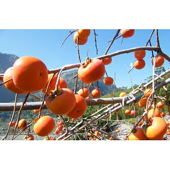 摩天嶺高山甜柿（中顆）一盒