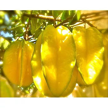 60年老欉黃金軟枝楊桃 : 2盒 (市面上已絕跡,挑戰不吃楊桃的你)