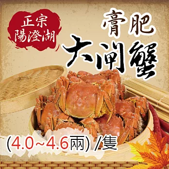 《虱目魚先生》正宗陽澄湖-膏肥大閘蟹12隻(4.0-4.6兩/隻)