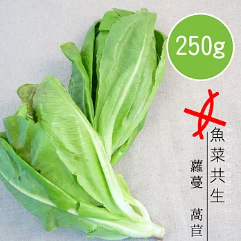 【陽光市集】魚菜共生-蘿蔓萵苣(250g)
