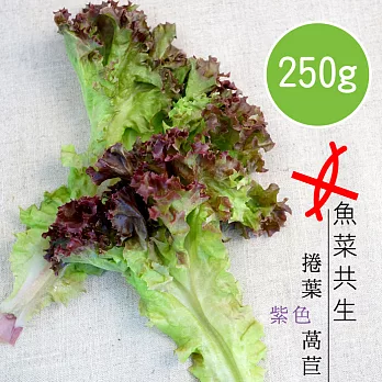 【陽光市集】魚菜共生-紫色捲葉蒿苣(250g)
