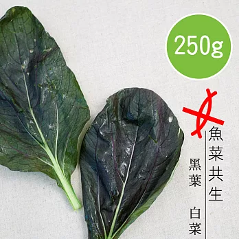 【陽光市集】魚菜共生-黑葉白菜(250g)