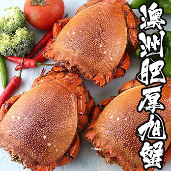 【海鮮王】澳洲肥厚旭蟹 *1隻組( 400g-500g/隻 )