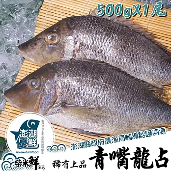 ★澎湖優鮮認證★【柴米鮮BUY】青嘴龍占(青嘴)全條魚500gX1尾