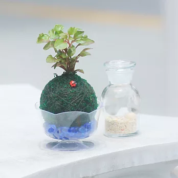 【迎光】水生植物綠苔球-紫芸蔓