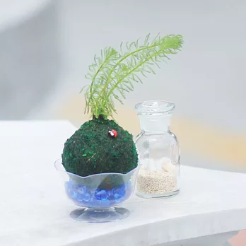 【迎光】水生植物綠苔球-羽毛草