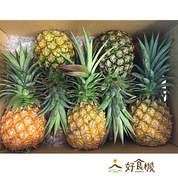 好食機X高雄大樹吳東星－金鑽鳳梨（５支裝）