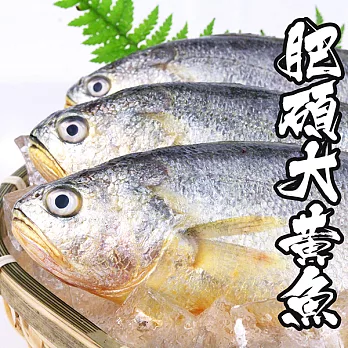 【海鮮王】當季肥碩大黃魚 *3隻組 (400g±10%/隻)