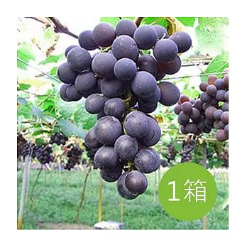 【食在安市集】松原農庄：帝王級 - 櫻井葡萄 (A2) 1箱