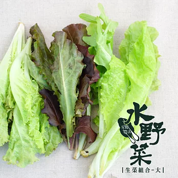 【陽光市集】水野菜-生菜組合-大18Ｇ/盒)★無毒水耕蔬菜★