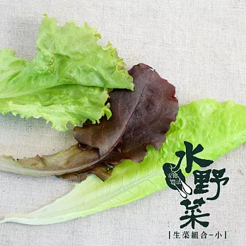 【陽光市集】水野菜-生菜組合-小(130g/盒)★無毒水耕蔬菜★