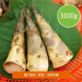 【陽光市集】五股觀音山，特選生態無毒綠竹筍(3kg)