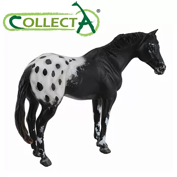 【CollectA】阿帕魯薩公馬-黑色