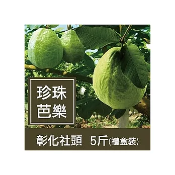 一籃子彰化社頭【珍珠芭樂】5斤禮盒裝