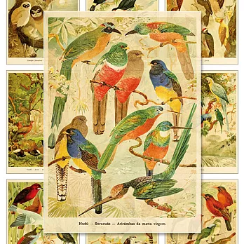 【尼森設計】圖鑑卡《鳥系列》