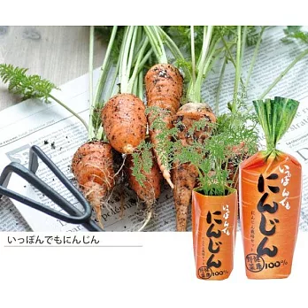 聖新陶芸野菜耕培/ 胡蘿蔔