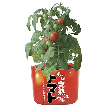 聖新陶芸野菜耕培/ 迷你蕃茄