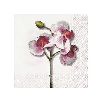 《Paper+Desing》餐巾紙-Classic orchid white《典雅的白色蘭花》