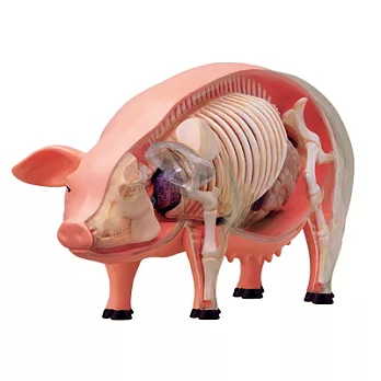 《koubutu》4D Vision 立體生物解剖拼圖模型 - 豬