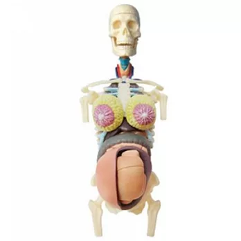 《koubutu》4D Vision 立體生物解剖拼圖模型 - 孕婦