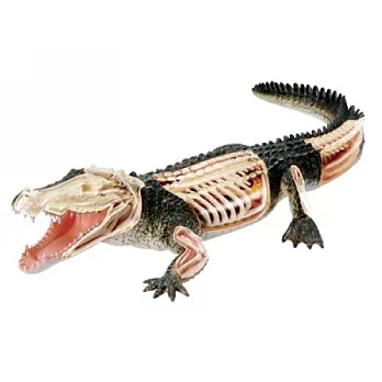 《koubutu》4D Vision 立體生物解剖拼圖模型 - 鱷魚