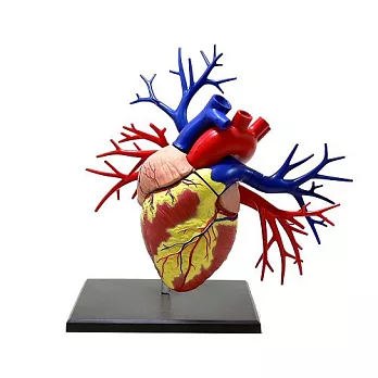 《koubutu》4D Vision 立體生物解剖拼圖模型 - 心臟