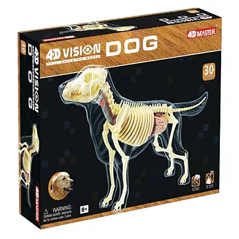 《Koubutu》4D Vision 立體生物解剖拼圖模型 - 拉布拉多犬 骨骼
