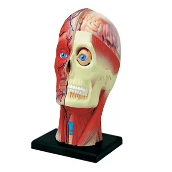 《Koubutu》4D Vision 立體人體解剖拼圖模型 - 頭部斷面