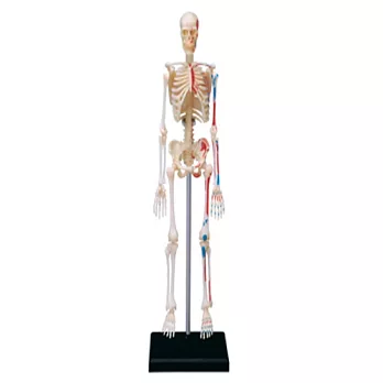《Koubutu》4D Vision 立體人體解剖拼圖模型 - 全身骨骼