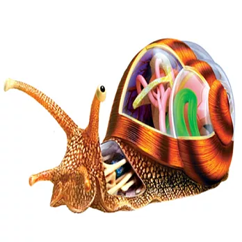 《Koubutu》4D Vision 立體生物解剖拼圖模型 - 蝸牛