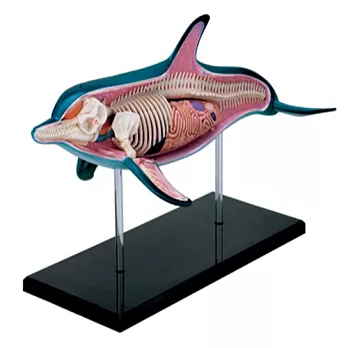 《Koubutu》4D Vision 立體生物解剖拼圖模型 - 海豚