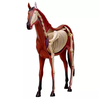 《Koubutu》4D Vision 立體生物解剖拼圖模型 - 馬