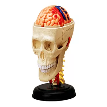 《Koubutu》4D Vision 立體人體解剖拼圖模型 - 頭部