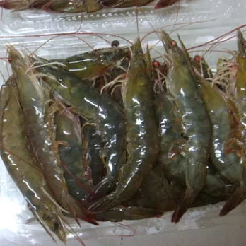 【廣美養殖場】無毒白蝦-SGS檢驗合格(2斤)