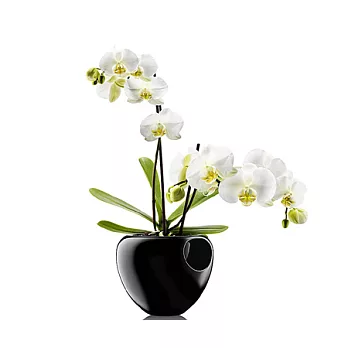 蘭花吸水花盆(17cm、黑)