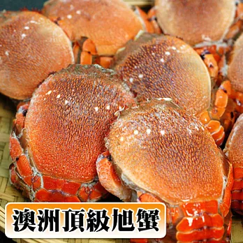 【優鮮配】九月特惠活動澳洲旭蟹500GX5組(3-5隻/組)
